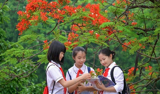 Ảnh bìa học sinh chụp hình mùa hoa phượng