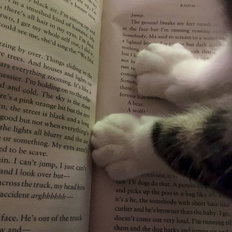 Hình ảnh mèo đọc sách chăm chỉ