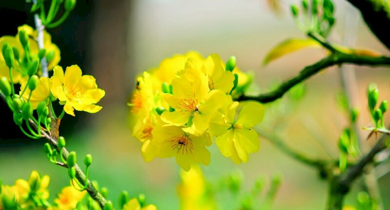 Hình nền hoa mai ngày Tết với chùm hoa mai vàng nở rộ khoe mẽ sắc đón nắng Xuân