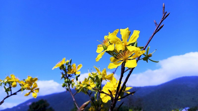 Cập nhật hơn 80 hình ảnh hoa mai vàng đẹp nhất hay nhất  thtantai2eduvn