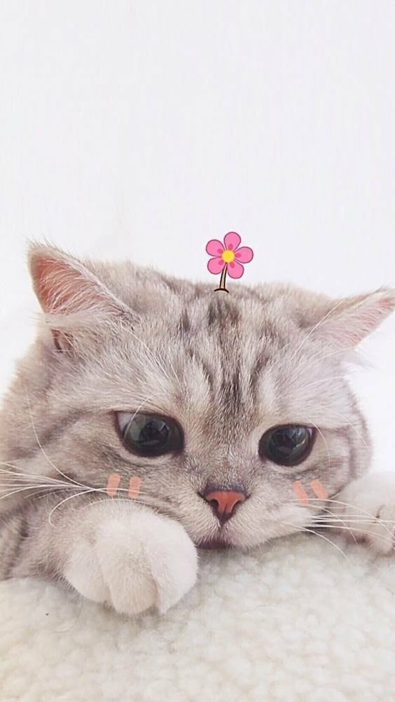Hình nền Mèo Con Dễ Thương đẹp nhất cho điện thoại  Mèo Động vật Dễ  thương