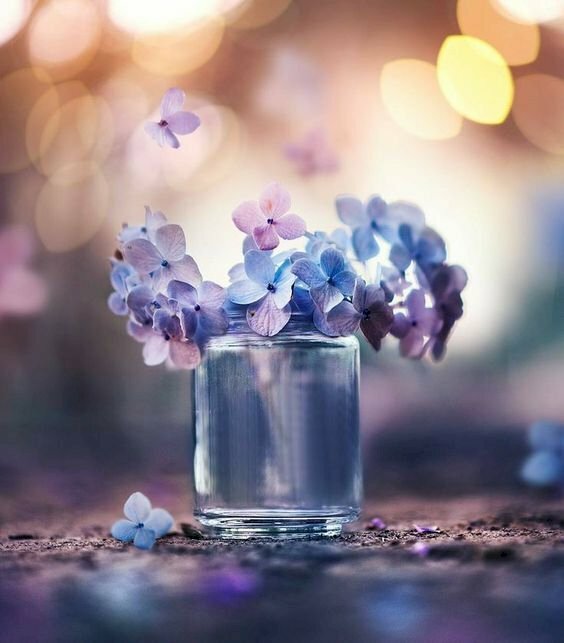 99 Hình ảnh hoa ly đẹp nhất thế giới và ý nghĩa của nó