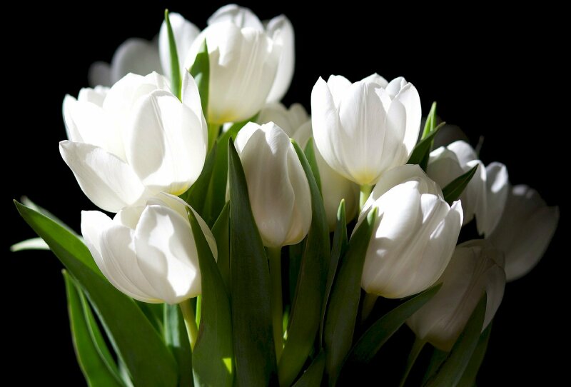 500+ Ảnh Hoa Tulip Nhất Tải Miễn Phí Về Điện Thoại & Máy Tính