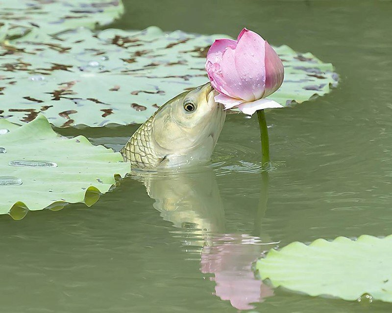 Hình ảnh cá chép hoa sen là một trong những biểu tượng văn hóa truyền thống của Việt Nam. Nếu bạn muốn khám phá thế giới của hoa sen và cá chép, hãy xem hình ảnh này.