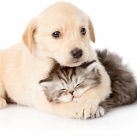Hình hình ảnh chó con cái ôm mèo con cái cute
