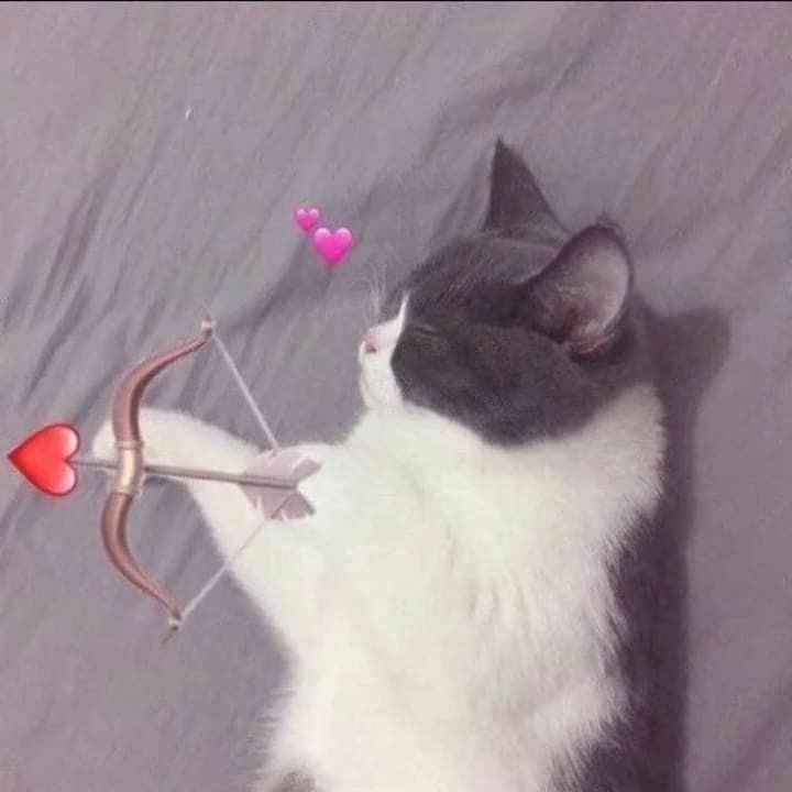 Bạn yêu mèo và tình yêu? Hãy xem hình ảnh mèo bắn tim dễ thương này để cảm nhận tình cảm ngập tràn từ chúng.