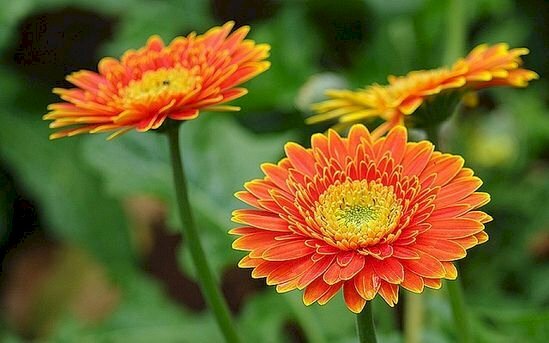 Hình nền hoa đồng tiền kép đẹp tươi sáng