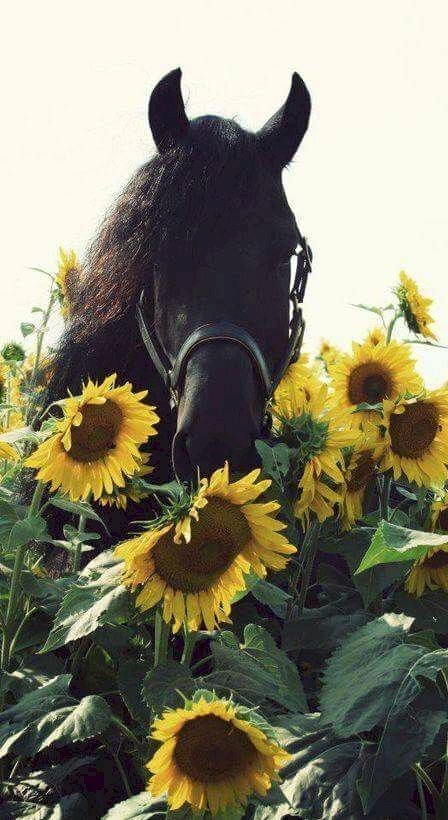Hình ảnh con ngựa Cute giữa vườn hoa hướng dương