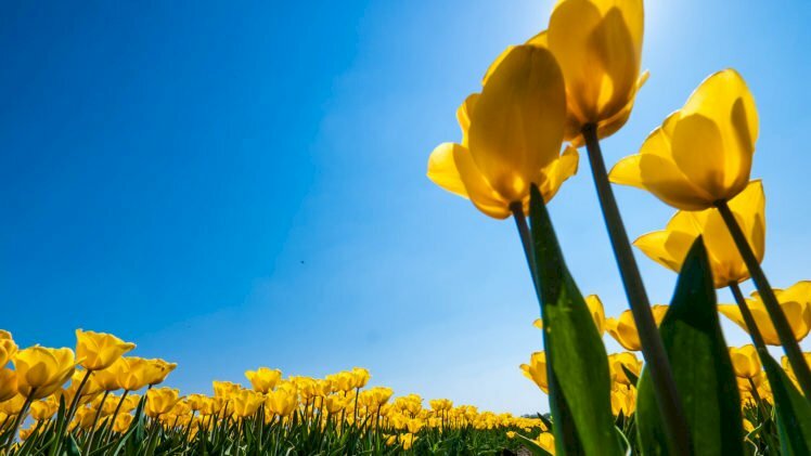 Hình nền hoa tulip vàng trên nền trời xanh
