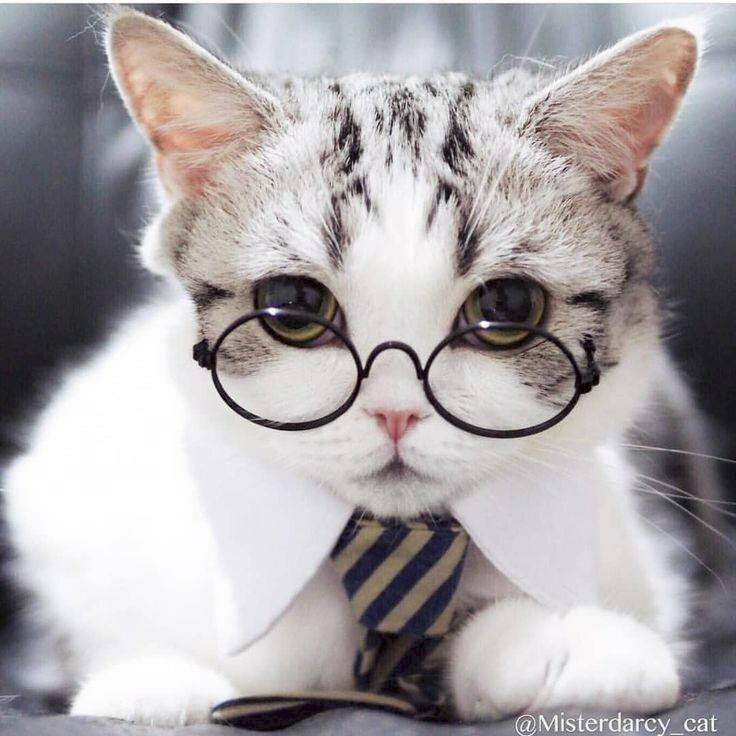 Ảnh mèo đeo kính: Bạn đang tìm kiếm một bức ảnh của một chú mèo đeo kính để trang trí cho phòng ngủ của mình? Đừng bỏ qua những bức ảnh với đầy đủ các loại kính khác nhau, chú mèo của bạn sẽ khiến bạn cảm thấy rất thích thú.