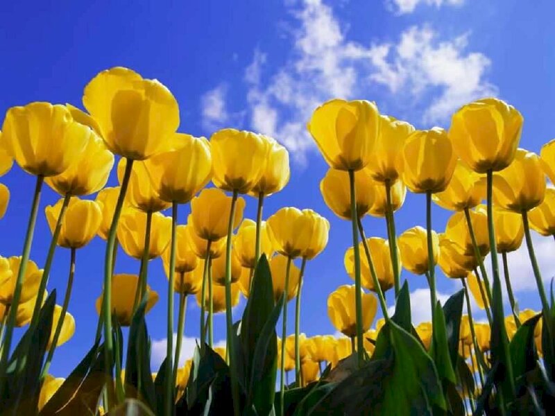Hình nền hoa tulip đẹp là lựa chọn hoàn hảo cho điện thoại của bạn. Các cánh hoa như đang khẽ lay động theo nhip nhấp của gió, tạo nên một hiệu ứng sống động và hấp dẫn. Sắc vàng rực rỡ giữa nền xanh mát đem đến sự tươi sáng cho màn hình điện thoại. Giờ đây, bạn có thể thể hiện cá tính của mình với hình nền hoa tulip đẹp này.
