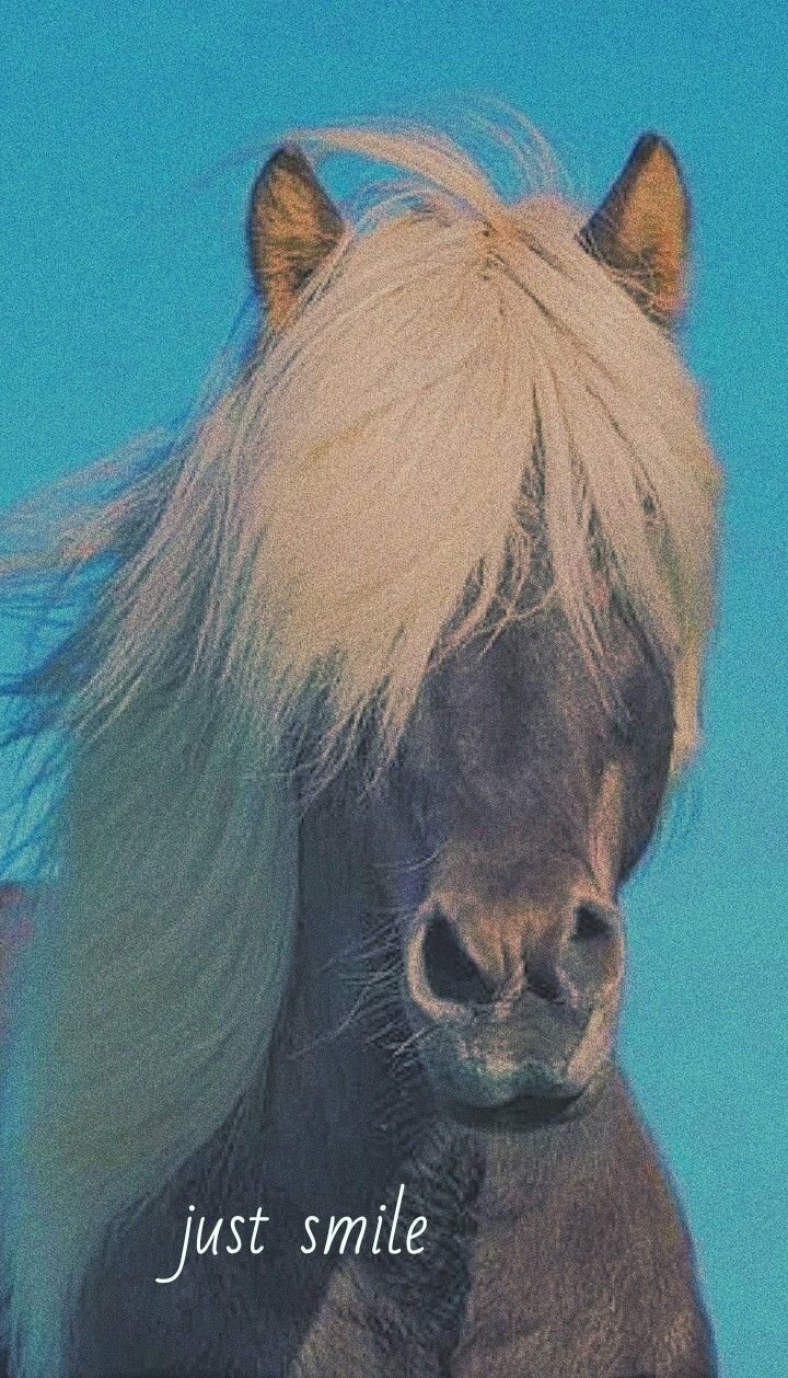 Mane Six - My Little ngựa con, ngựa, ngựa con, ngựa, pony hình nền  (40461332) - fanpop