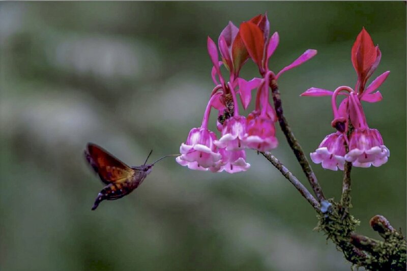 Hình nền hoa đào chuông đẹp 