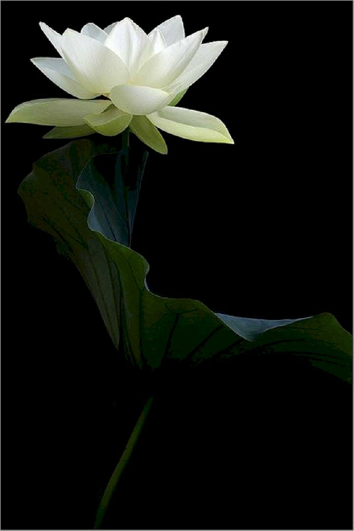 Hình nền hoa sen trắng - hình nền hoa sen cho điện thoại android