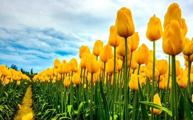 Hình nền hoa tulip sẽ mang đến cho bạn cảm giác nhẹ nhàng và thư giãn. Mỗi lần nhìn vào nó, bạn sẽ cảm thấy mình đang ngắm nhìn một bức tranh tuyệt đẹp về thiên nhiên. Bạn sẽ không thể rời mắt khỏi hình nền hoa tulip khi đã thưởng thức nó một lần!