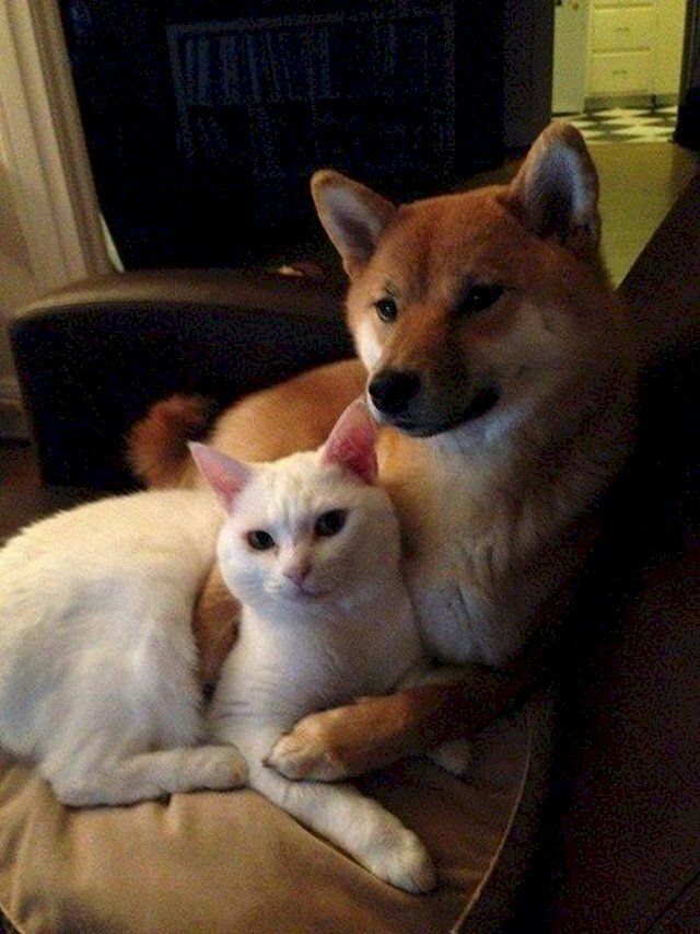 Hình hình ảnh meme chó shiba ôm mèo ngồi bên trên ghế