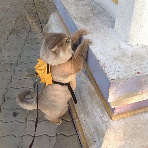 Hình ảnh mèo con đi học cute