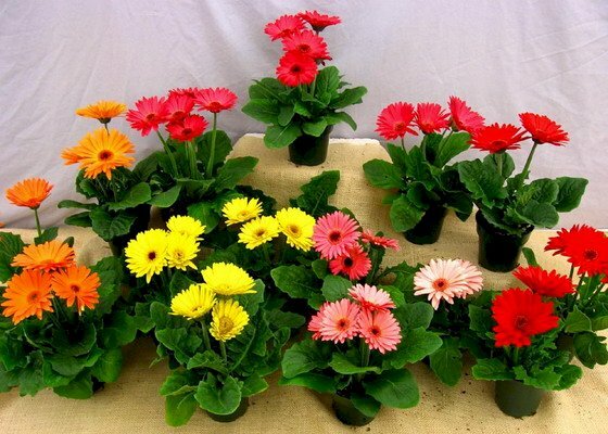 Hình nền những chậu hoa đồng tiền lùn đẹp
