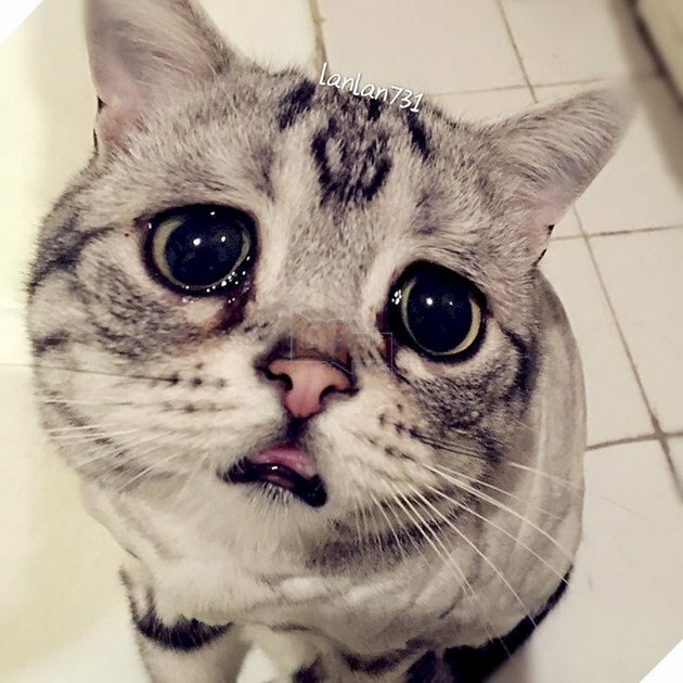 Top 50 ảnh Meme mèo khóc hài hước dễ thương độc đáo  Coolmate