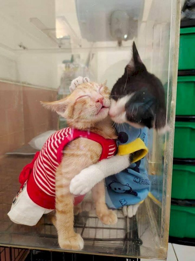 Cảnh tượng hai chú mèo ôm nhau sẽ khiến bạn phải bật cười vì sự đáng yêu của chúng. Bức ảnh này sẽ đem đến cho bạn những giây phút thư giãn và cảm giác tình yêu đối với loài động vật này - mèo.
