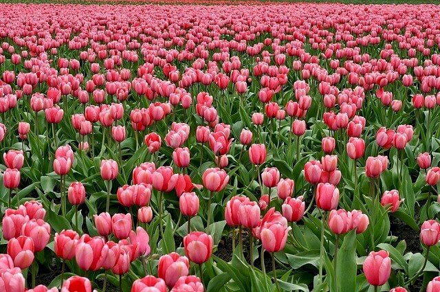 Hình nền hoa Tulip tuyệt đẹp  DYB