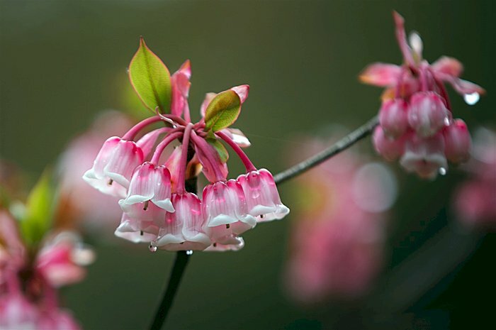 Hình nền hoa đào chuông động những giọt nước sau mưa