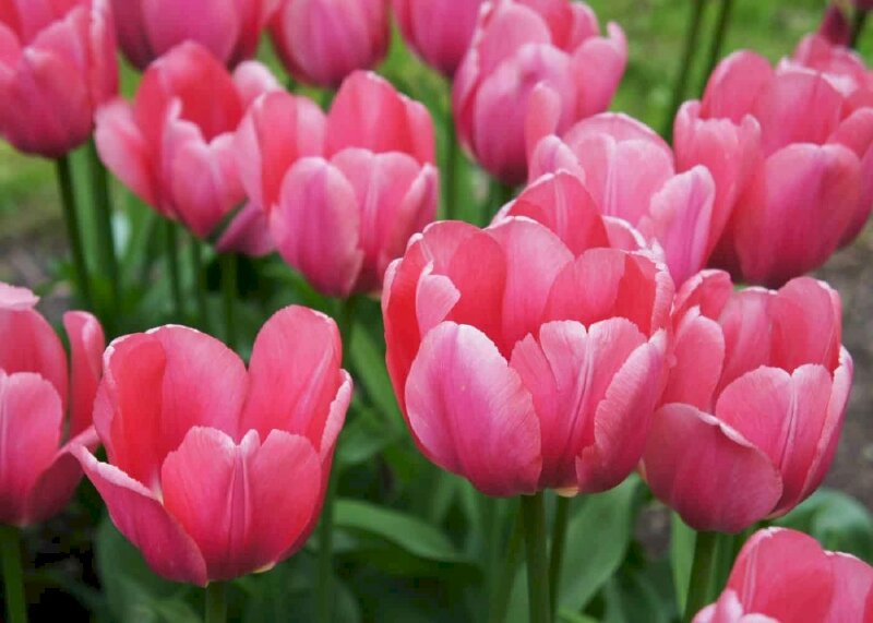 Hình nền hoa tulip hồng chụp cận cảnh