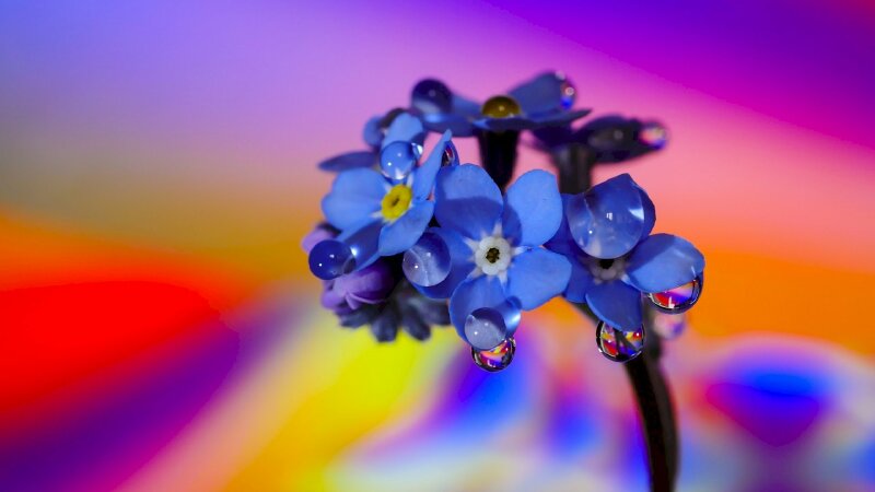 Hình nền hoa lưu ly xanh 4K