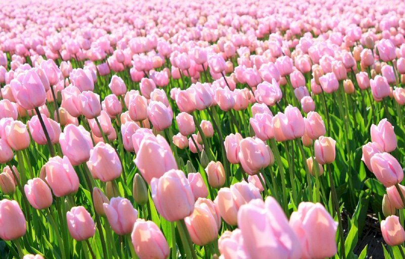 Hình nền Hoa Tulip đẹp với những cánh đồng đầy màu sắc  Hình Ảnh Đẹp HD