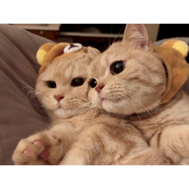 Top 101 ảnh mèo yêu nhau đẹp nhất