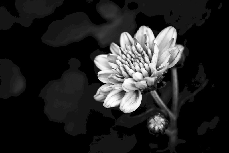 Top 101 hình ảnh hoa cúc Trắng nền đen kịt rất đẹp nhất