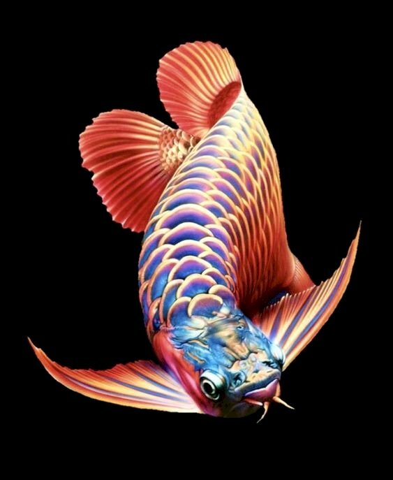 Hình nền cá chép hóa rồng đẹp nhất Văn Hóa Học