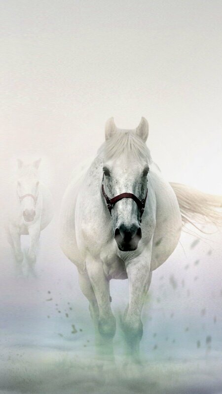 HÌNH NỀN NGỰA ĐẸP DÀNH CHO ĐIỆN THOẠI  Beautiful horses Horses Pretty  horses