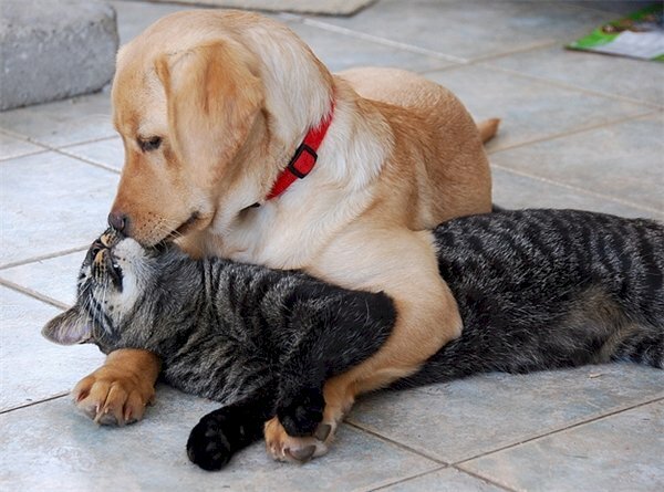 Hình hình ảnh chó ôm mèo tình cảm