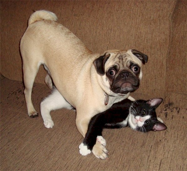 Hình hình ảnh chó pug ôm mèo tình cảm