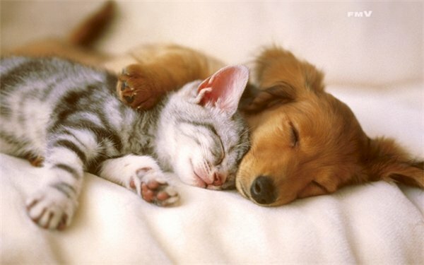 Hình hình ảnh chó ôm mèo tình yêu đẹp