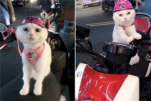 Hình ảnh mèo đội mũ bảo hiểm màu hồng