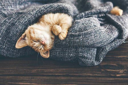 Hình ảnh mèo đắp chăn ngủ ngon