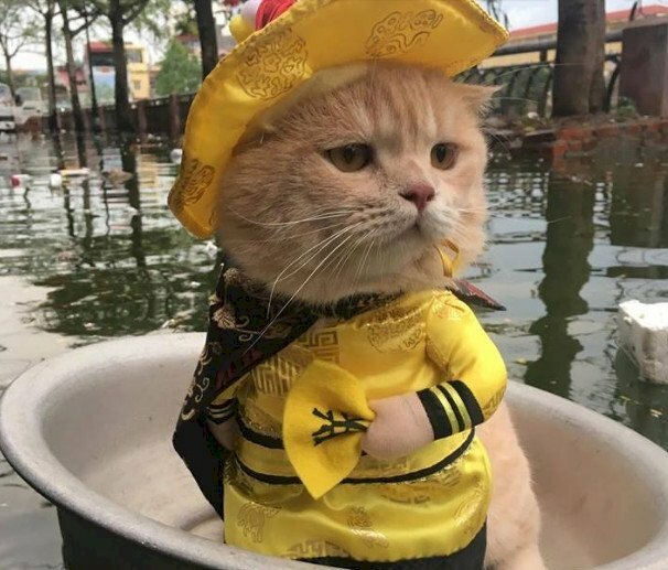 Hình ảnh mèo hoàng thượng ngồi ngầu