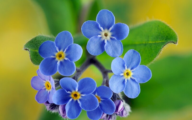 Hình ảnh hoa lưu ly xanh làm nền máy tính