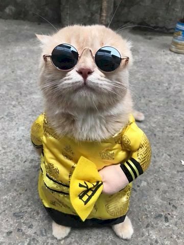 Hình ảnh mèo hoàng thượng đeo kính cute