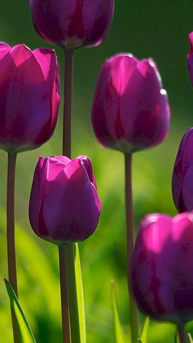 Top 72+ về hình nền hoa tulip tím mới nhất - Du học Akina