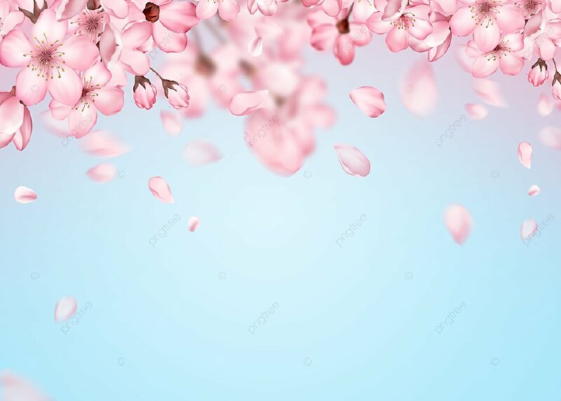 Hình nền hoa đào rơi cho máy tính đẹp