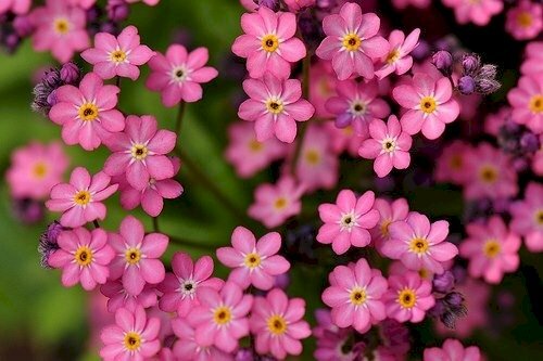Hình nền hoa Forget me not hồng