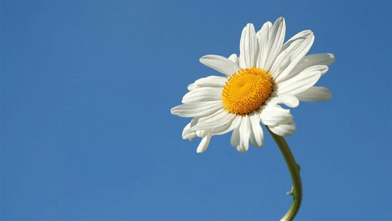 Nếu bạn yêu thích hình bông hoa cúc trắng hot trend 2020 của GDragon thì đừng bỏ qua bộ sưu tập 200 hình nền hoa cúc đẹp độc lạ dàn Hoa