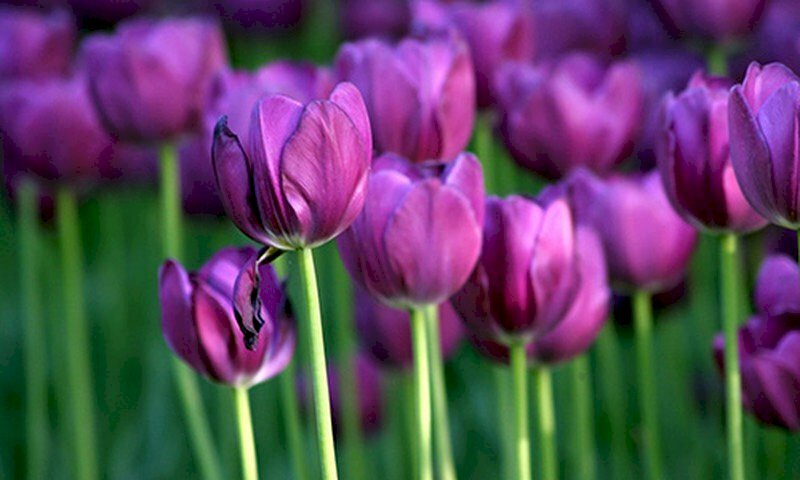 Hình nền hoa tulip tím nở khoe sắc 