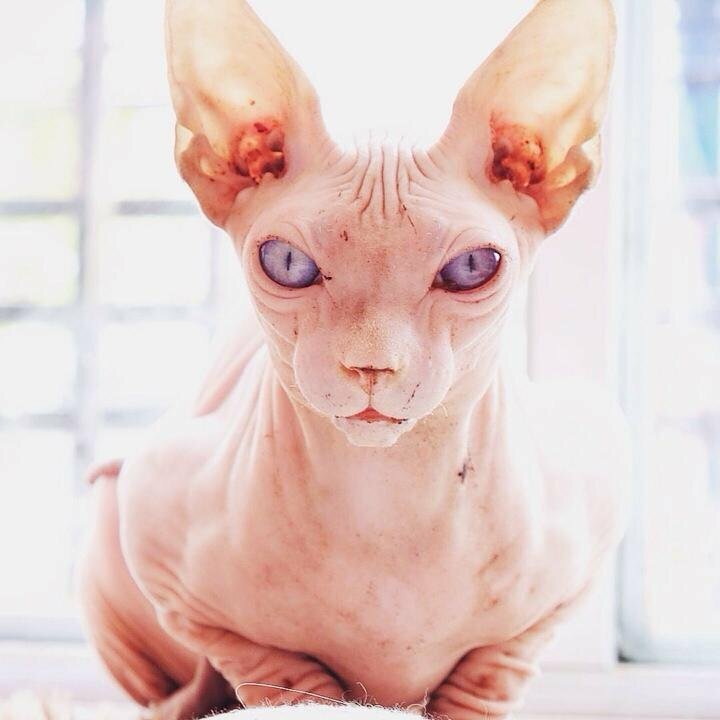 Hình ảnh mèo không lông Ai Cập ngầu