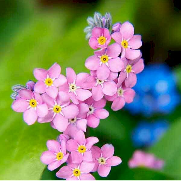 Ảnh hoa lưu ly hồng đẹp làm hình nền