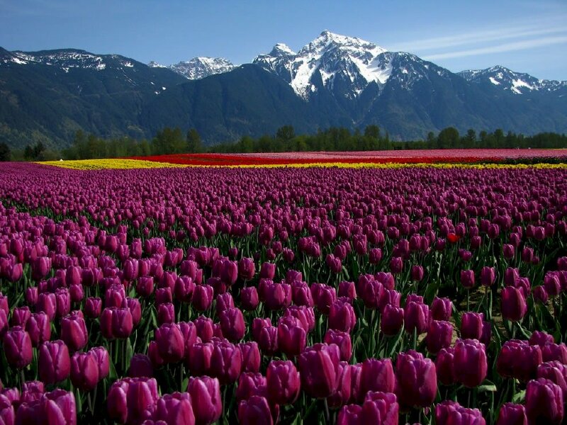  30 Hình Ảnh Hoa Tulip Đẹp nhất làm ảnh nền máy tính và điện thoại   Tipeduvn