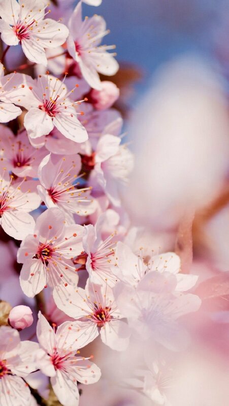 Tận hưởng trọn vẹn vẻ đẹp của hoa đào trong hình ảnh độc đáo dành cho điện thoại. Với sắc hồng tươi sáng và nụ cười rạng rỡ, hoa anh đào cho điện thoại sẽ là món quà ý nghĩa để bạn cảm nhận sự tươi mới và niềm tin trong đời sống. Hãy tải ngay và trải nghiệm nhé!